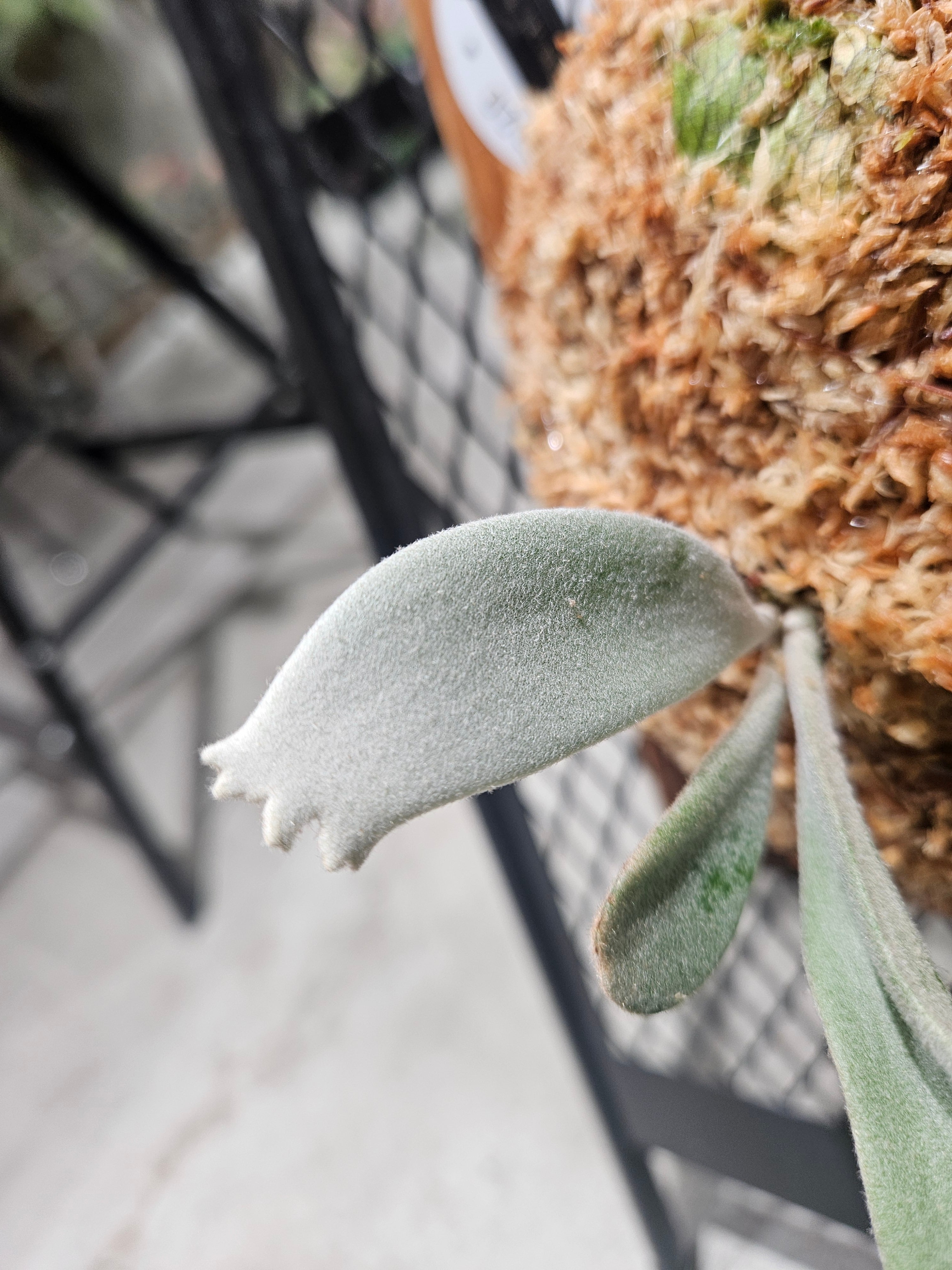 P.willinckii cv. White Prince 【artPLANTs/PLANTS GARAGE