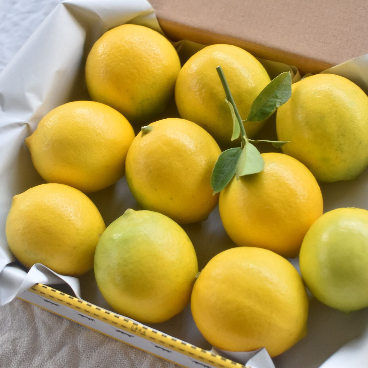 お試しサイズ 減農薬 マイヤーレモン約1kg Citrusmarket シトラスマーケット 能古島の柑橘を届ける レモン 甘夏 日向夏 みかん