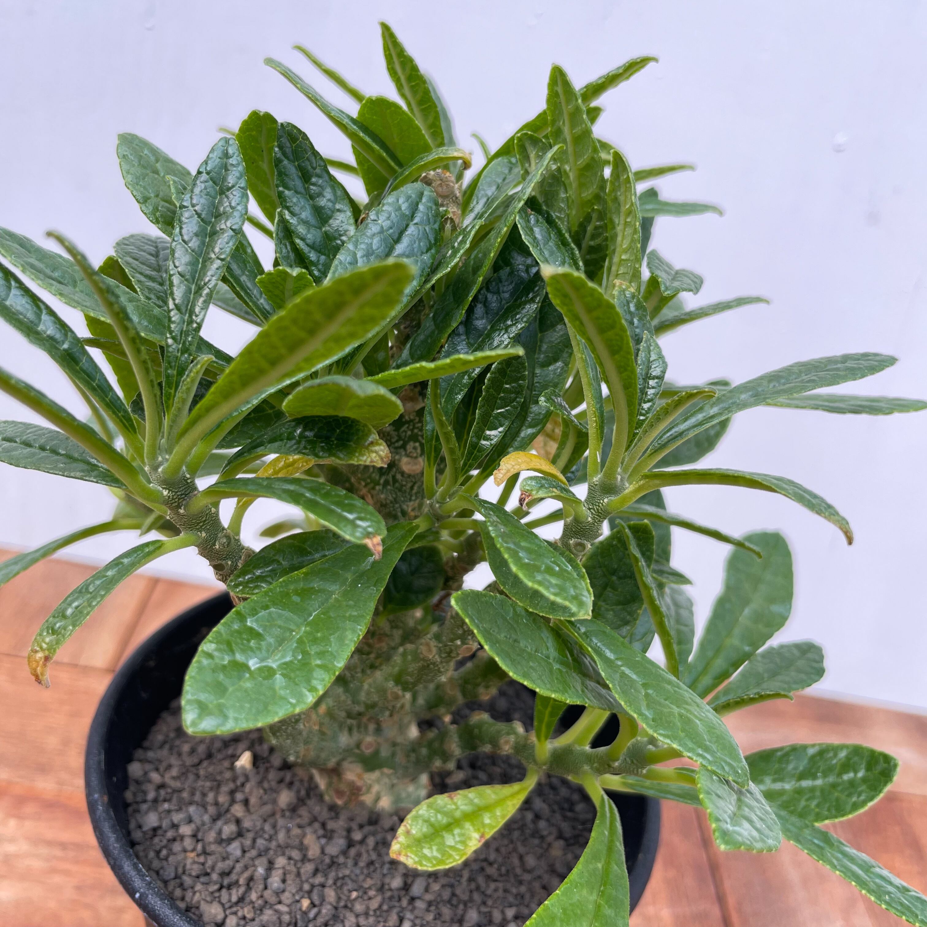 ドルステニア・ギガス 実生 ドルステニア ギガス【実生】B | RAFLUM / ラフラム｜東京、大阪