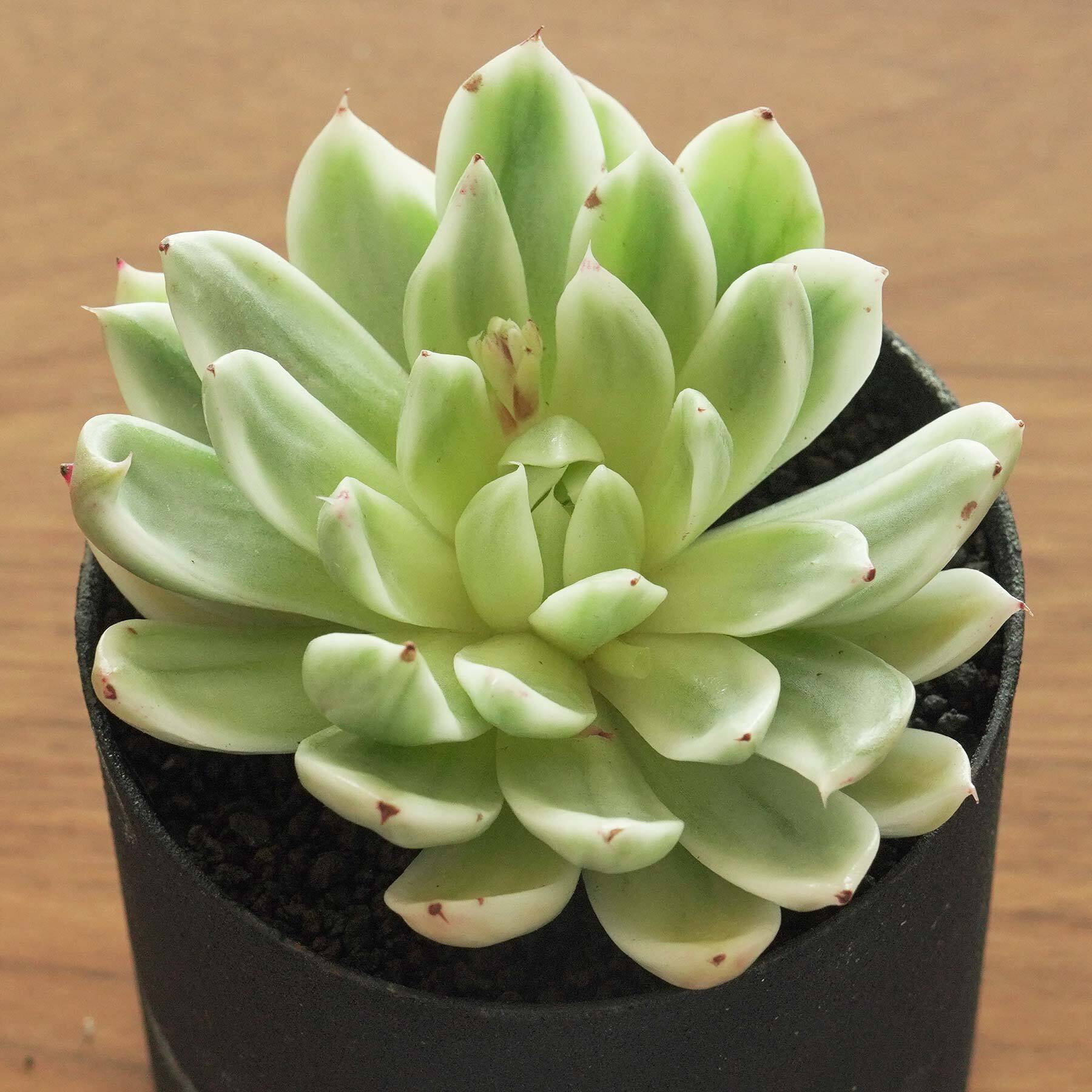 カット苗 バタフライ錦 大株 Echeveria 