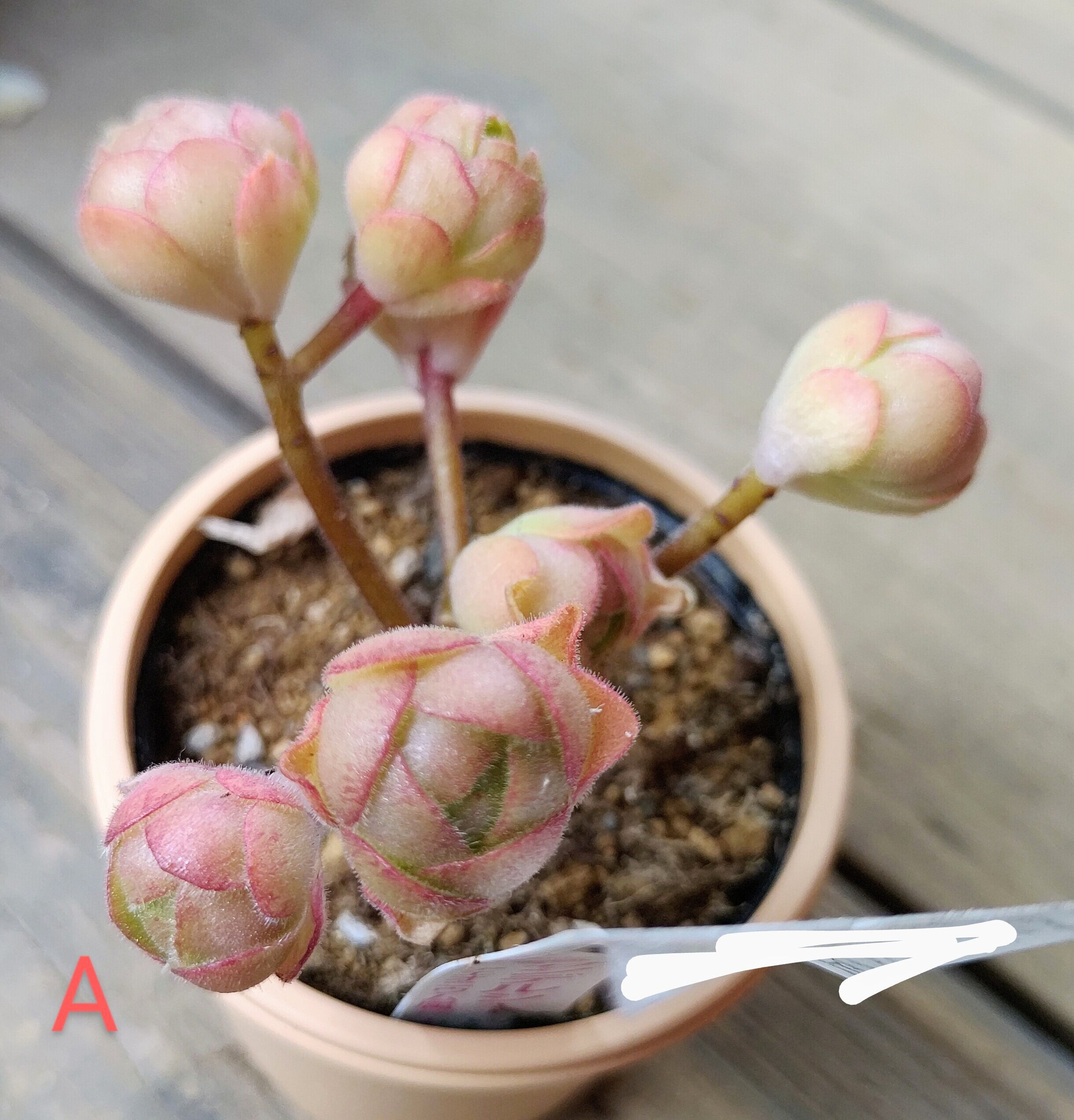 サンデルシー(アエオニウム) | RuPo 多肉植物専門店