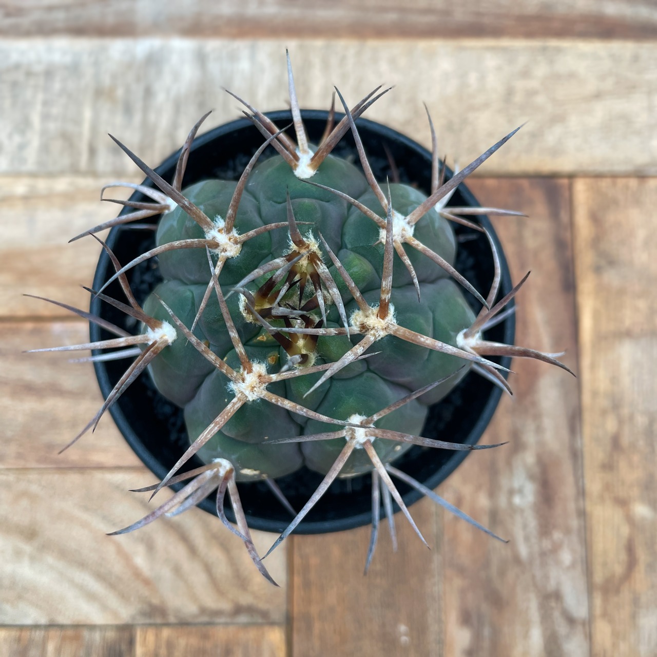 Gymnocalycium mazanense【ギムノカリキウム・守金魔天竜】