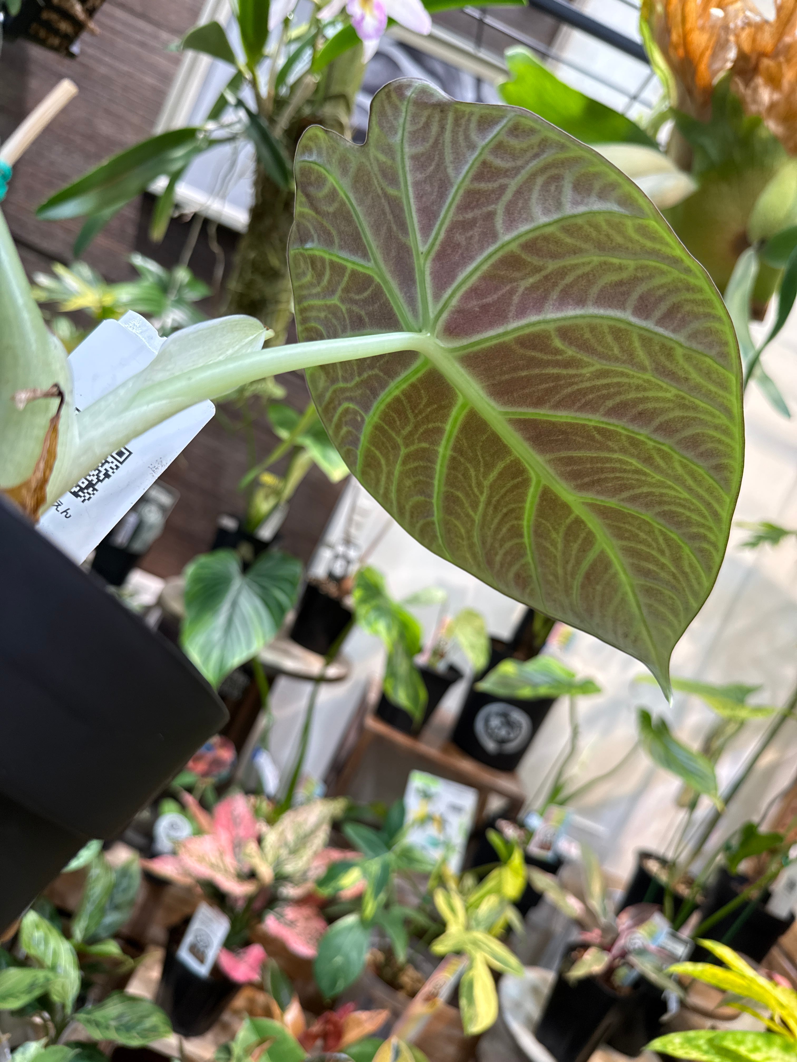 アロカシア マハラニ アルボ アロカシア マハラニ4号 | Gardenえん 【観葉熱帯植物】