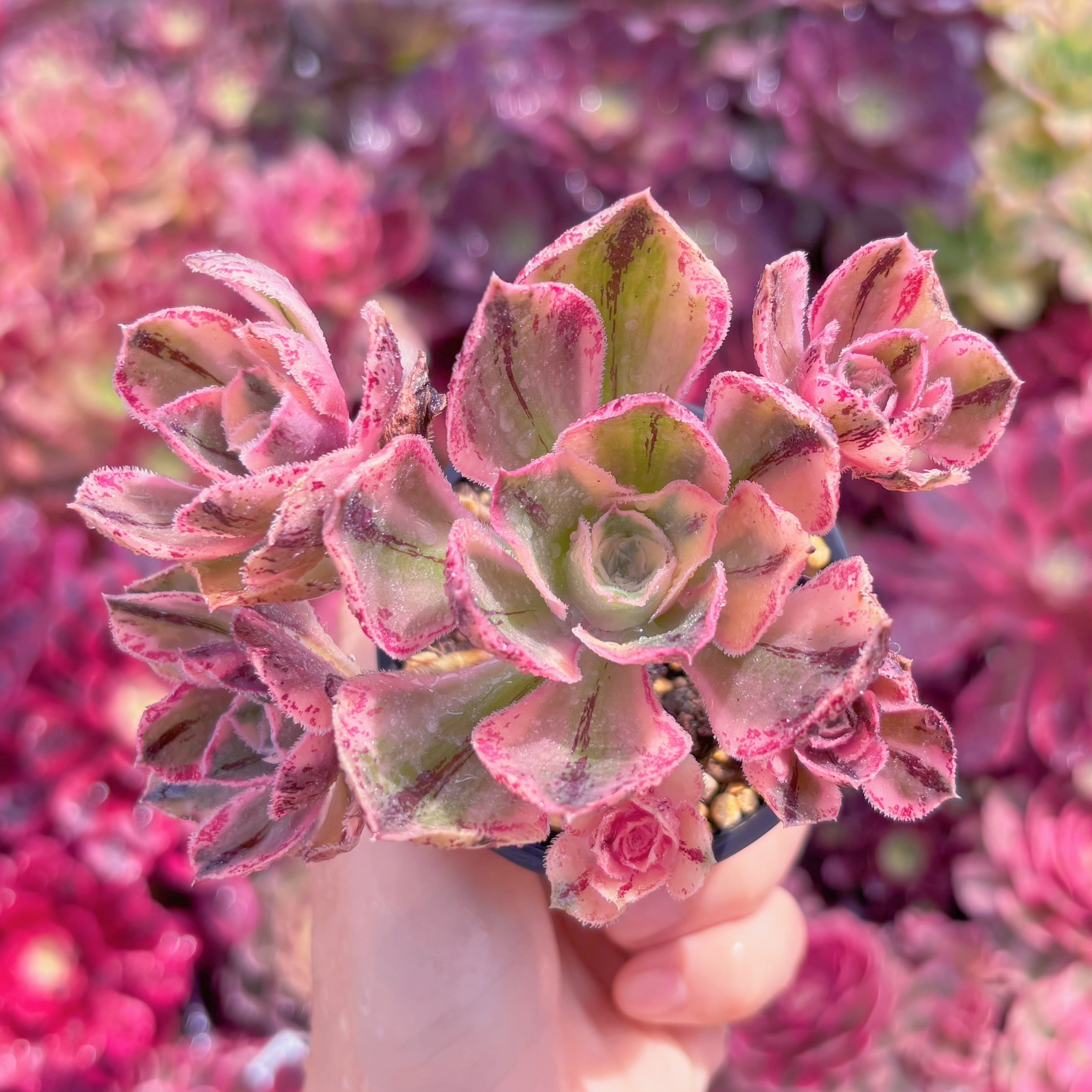 現品　ロスコープ錦#A044　群生　るる農園