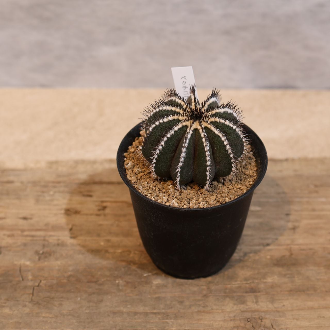 まるまる【激レア/極美/大株/塊根植物】アデニア ペナンギアナ 鉢植え まるまる【激レア/極美/大株/塊根植物】アデニア ペナンギアナ 鉢植え