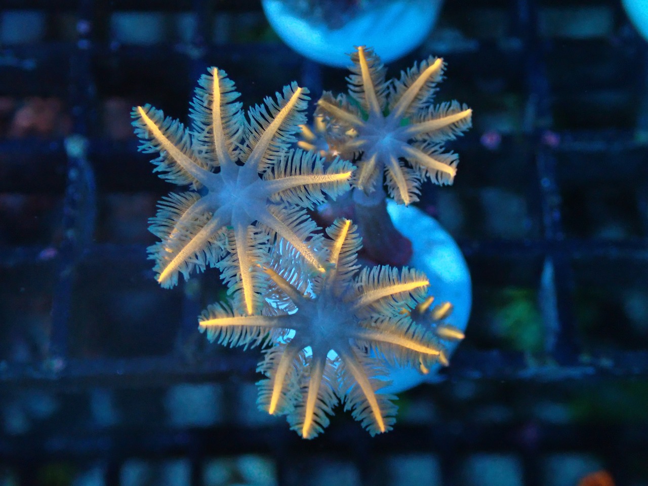 ClovePolyp SpecialOrange 1