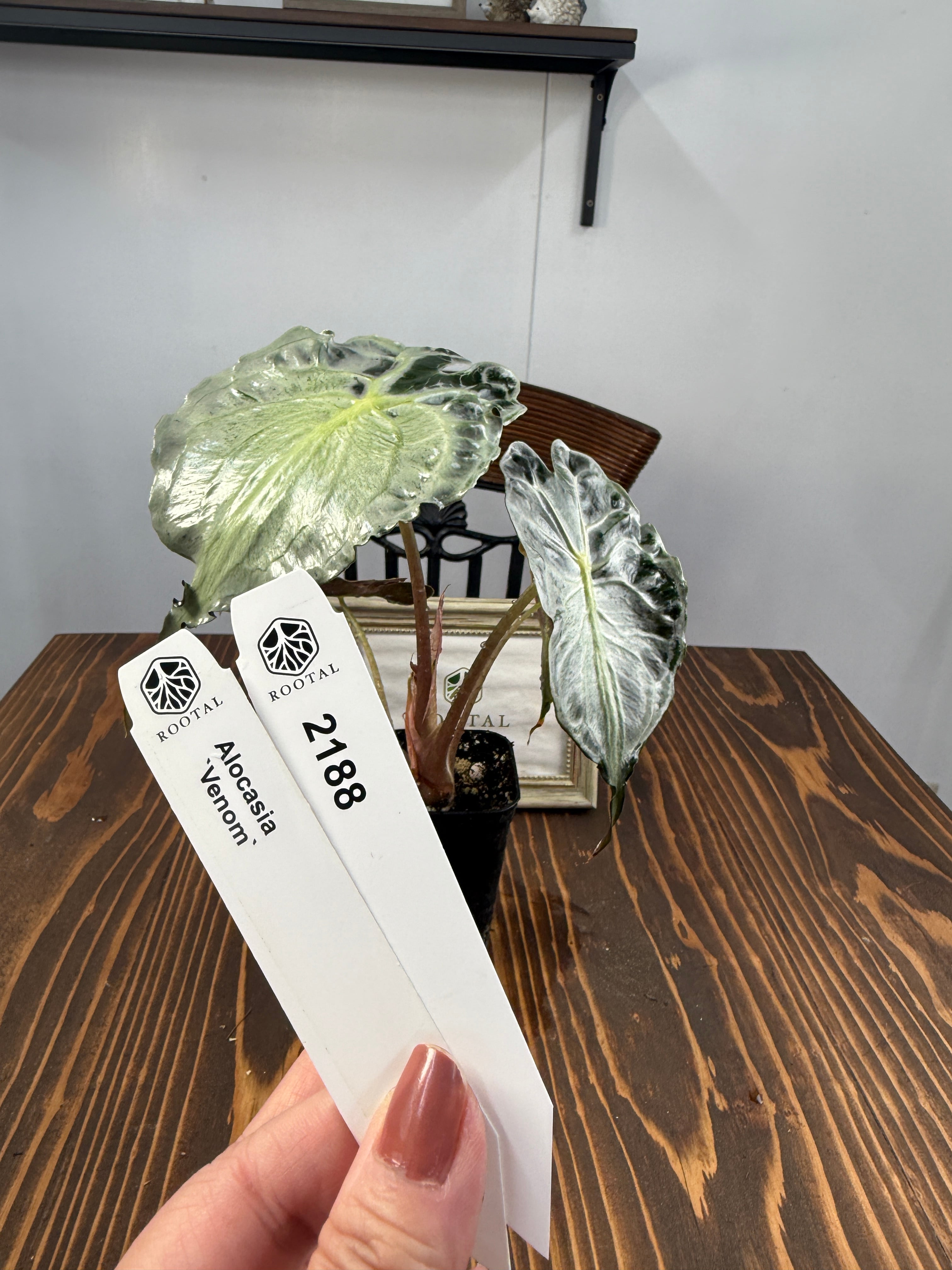 ★2188【希少種】アロカシア ヴェノム(2.5号ロング硬質ポット)※送料無料(一部除く)