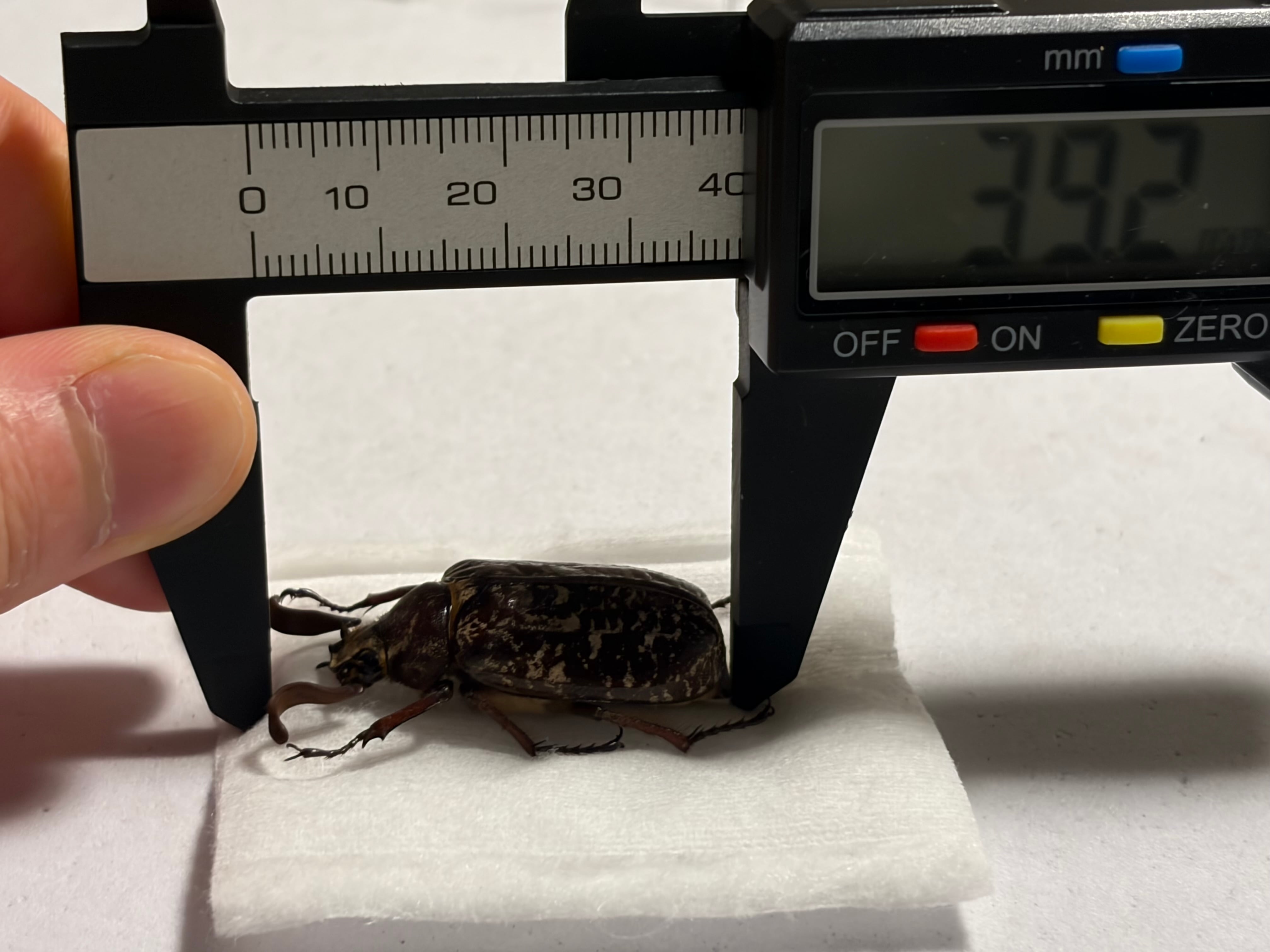 39mm】ヒゲコガネ 標本 ライオンコガネアシナガコガネ 標本 プラチナ