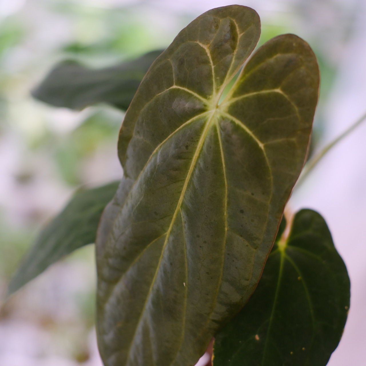 Papillilaminum(Fort Sherman) × Anthurium King of spades(KOS) / アンスリウム・キングオブスペード×パピリラミナム② / 観葉植物