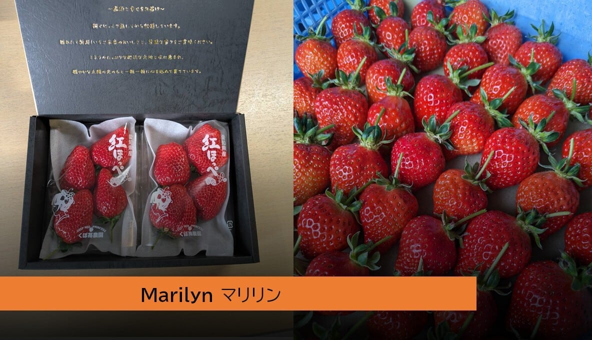 くぼいちご農園