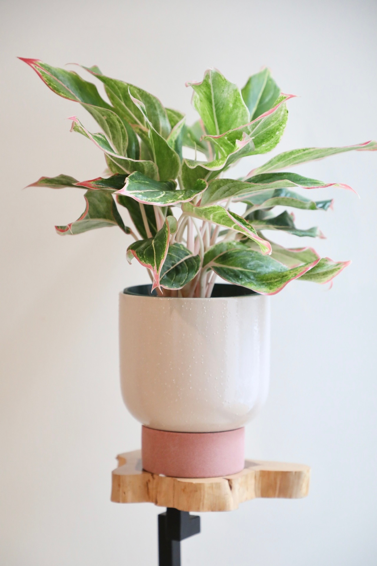 【M】アグラオネマ ピンクサイアム/Aglaonema Pink Siam　※陶器鉢付き