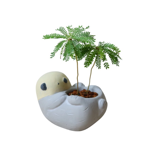 ビオフィツム デンドロイデス（花）