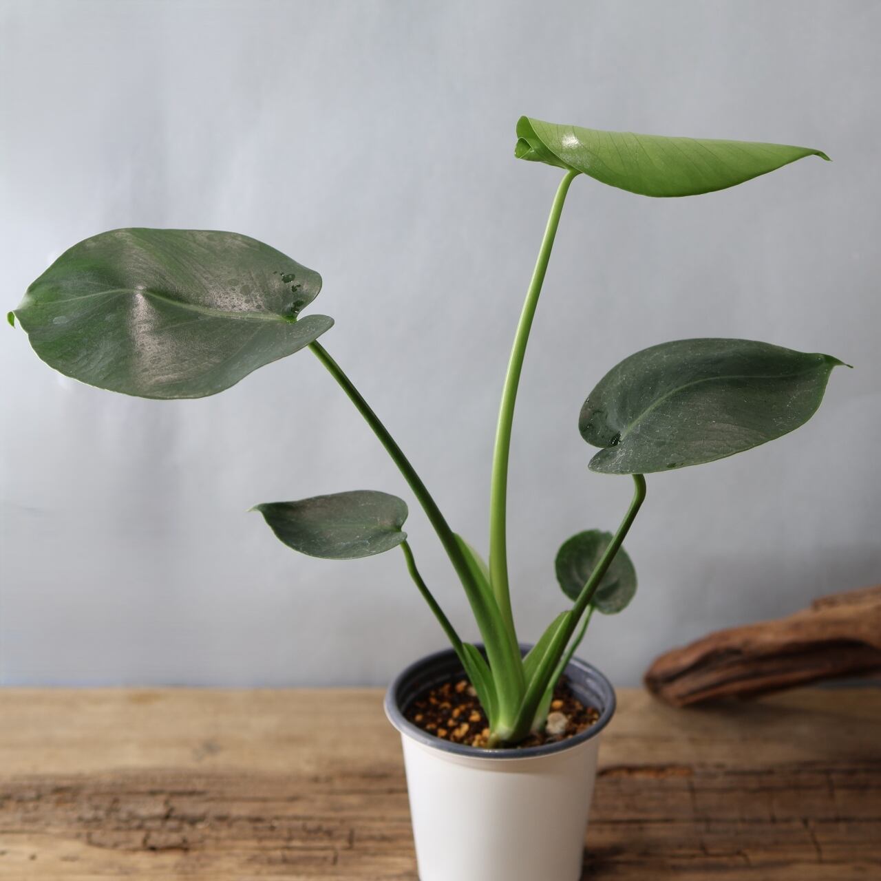 希少レア　モンステラ スケルトン　観葉植物 Yahoo!オークション - 【希少】モンステラ スケルトン