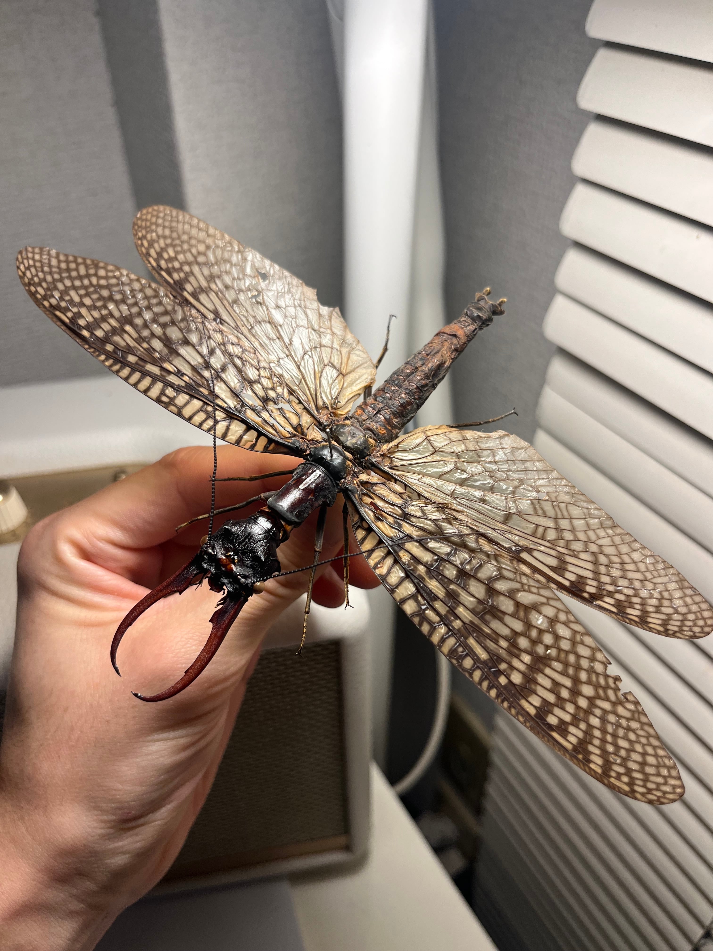 巨大紅牙】オオキバヘビトンボ オオアゴヘビトンボ 昆虫標本 標本