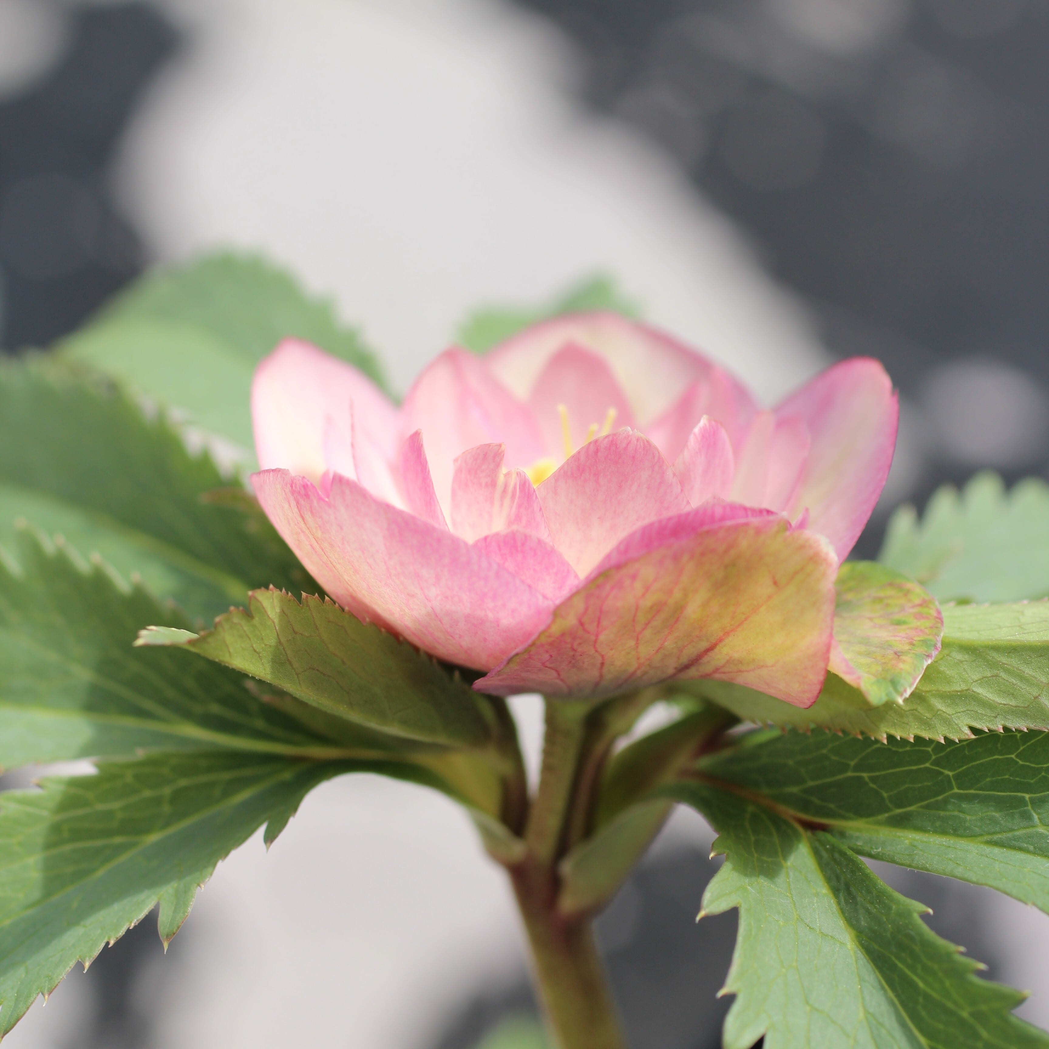 WS26-003 クリスマスローズ ウィンターシンフォニー 桃色の静ダブル