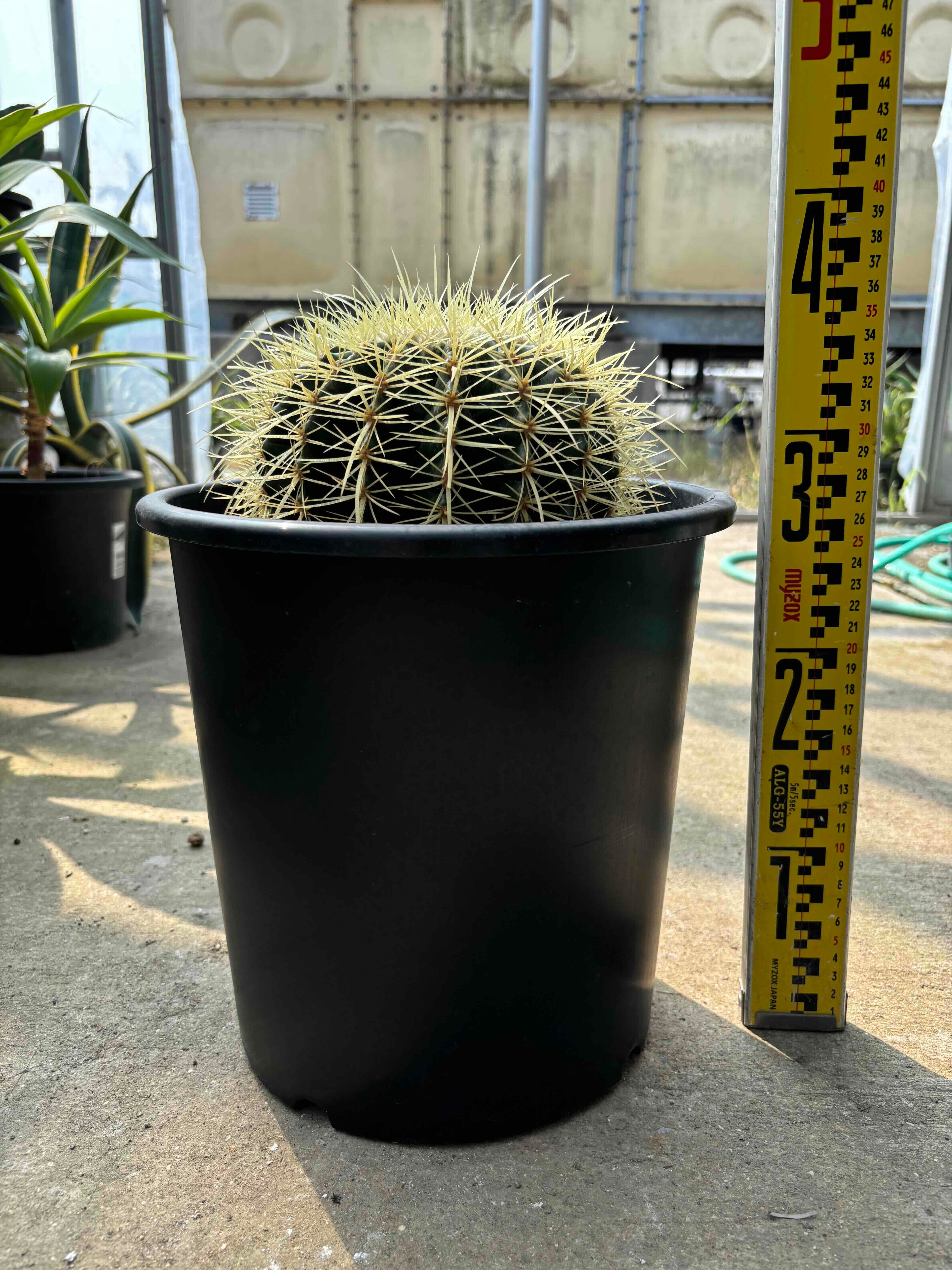 鉢ごと発送】ココスヤシ 2025.4.16Cc2 Butia capitata (ヤタイヤシ