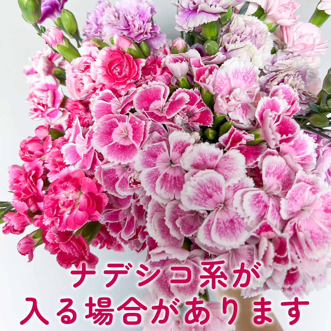 規格外品☆救済企画〉淡路島産・スプレーカーネーション 50本 mix