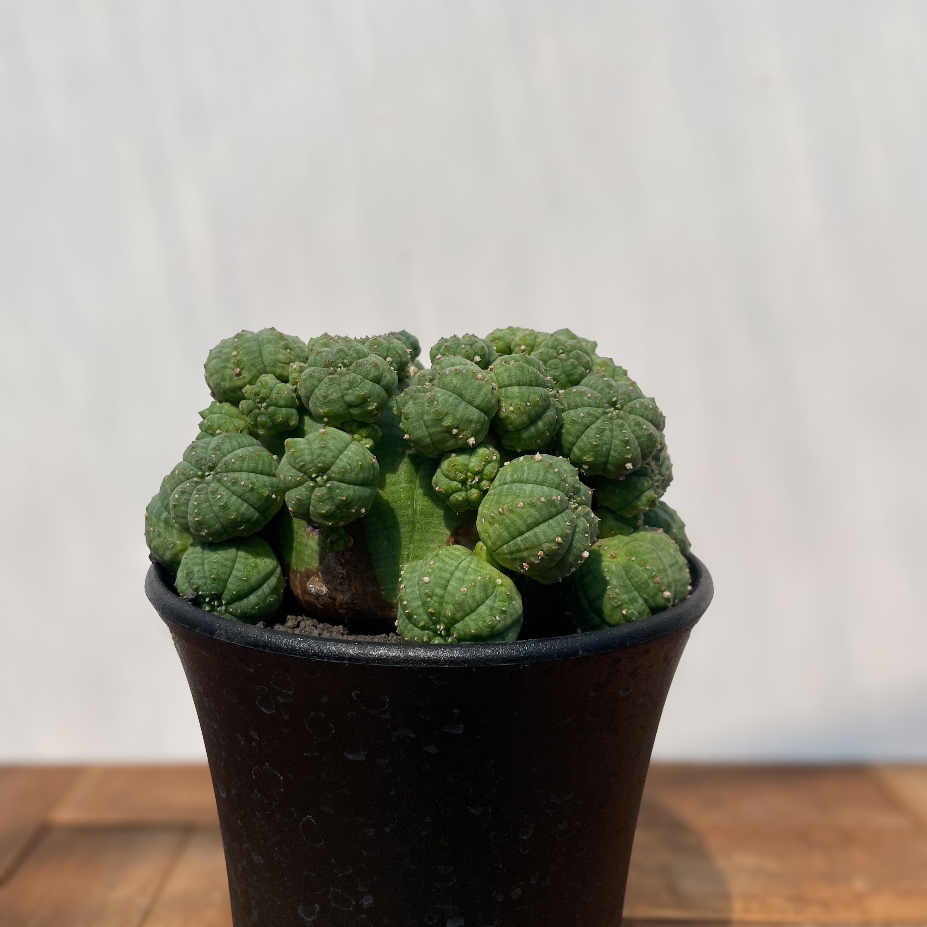 Euphorbia obesa ssp.symmetrica【ユーフォルビア・仔吹き