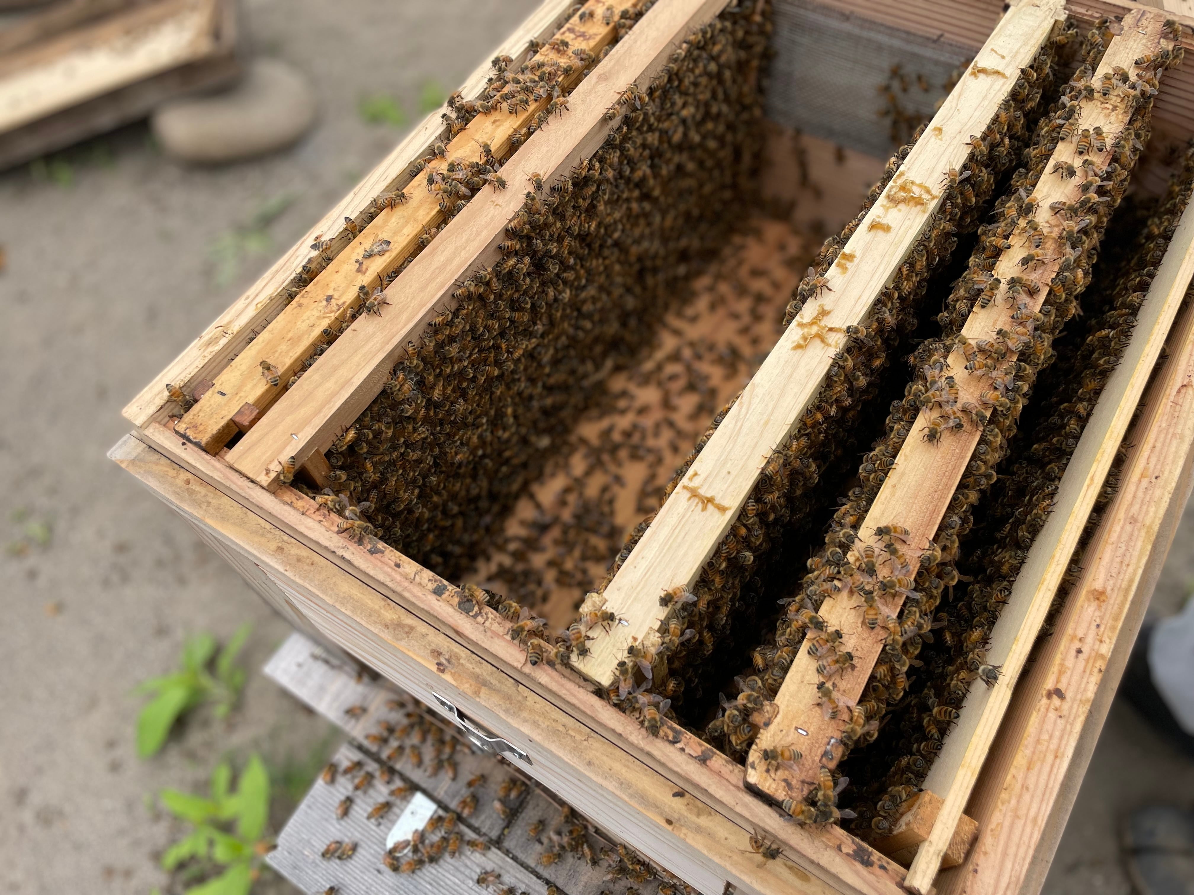 信州産 純粋生はちみつ『アカシア蜂蜜2025』140g（薬剤不使用、花粉無