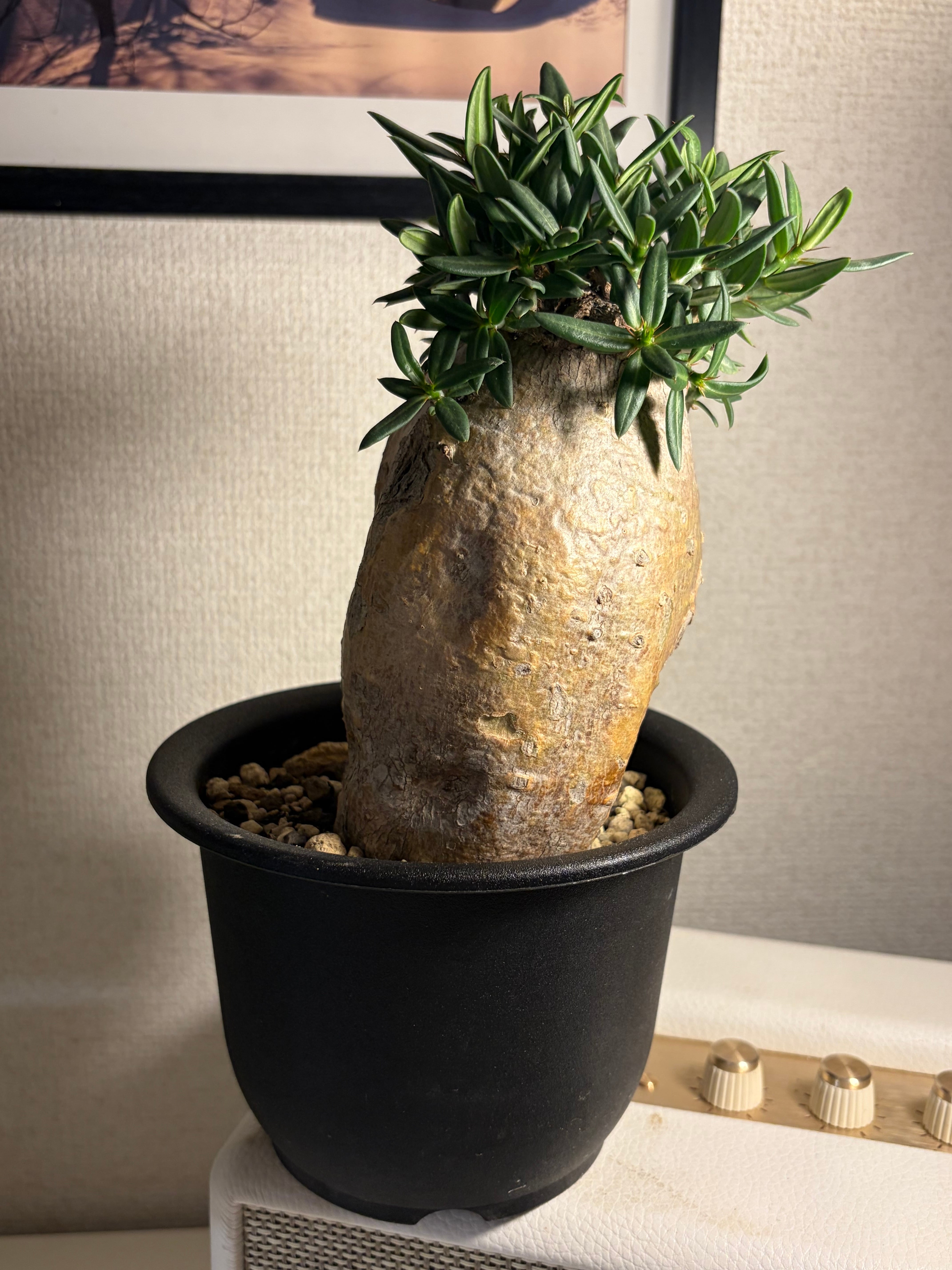 パキポディウム ビスピノーサム グラキリスと同属 塊根植物 クラビゲラ