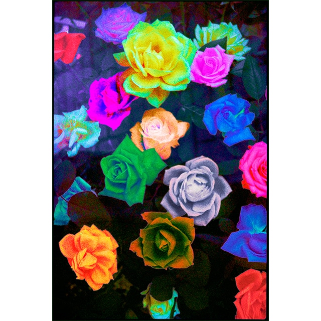 Photo-CG - Rose - Original Print A2 Size