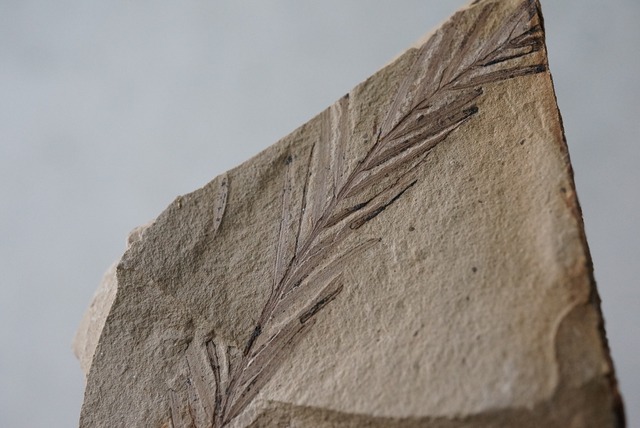 メタセコイア化石 1 Metasequoia sp.