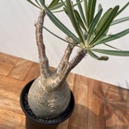 Pachypodium Gracilius【パキポディウム・グラキリス】