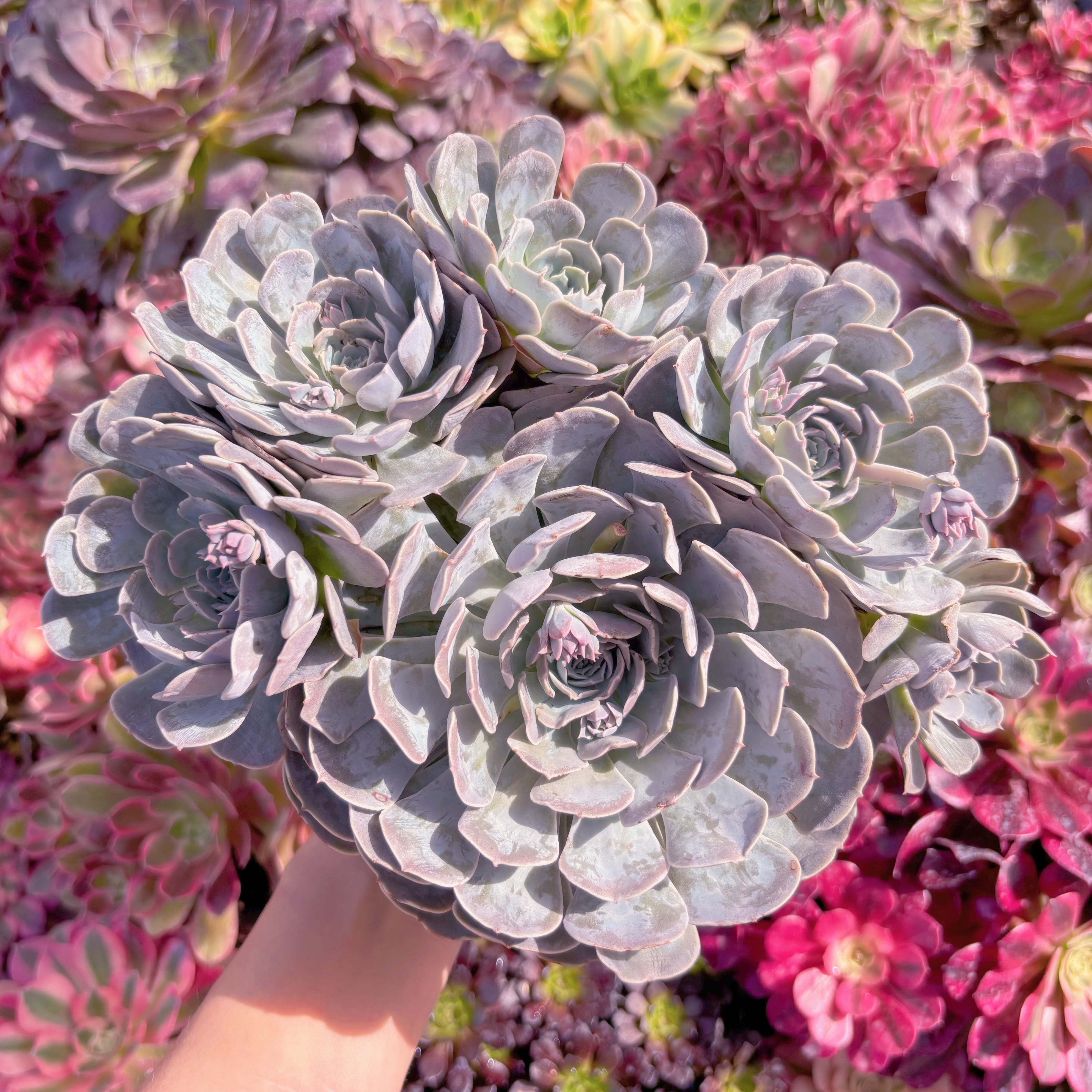 現品　天賜#697　特大群生　新入荷　るる農園