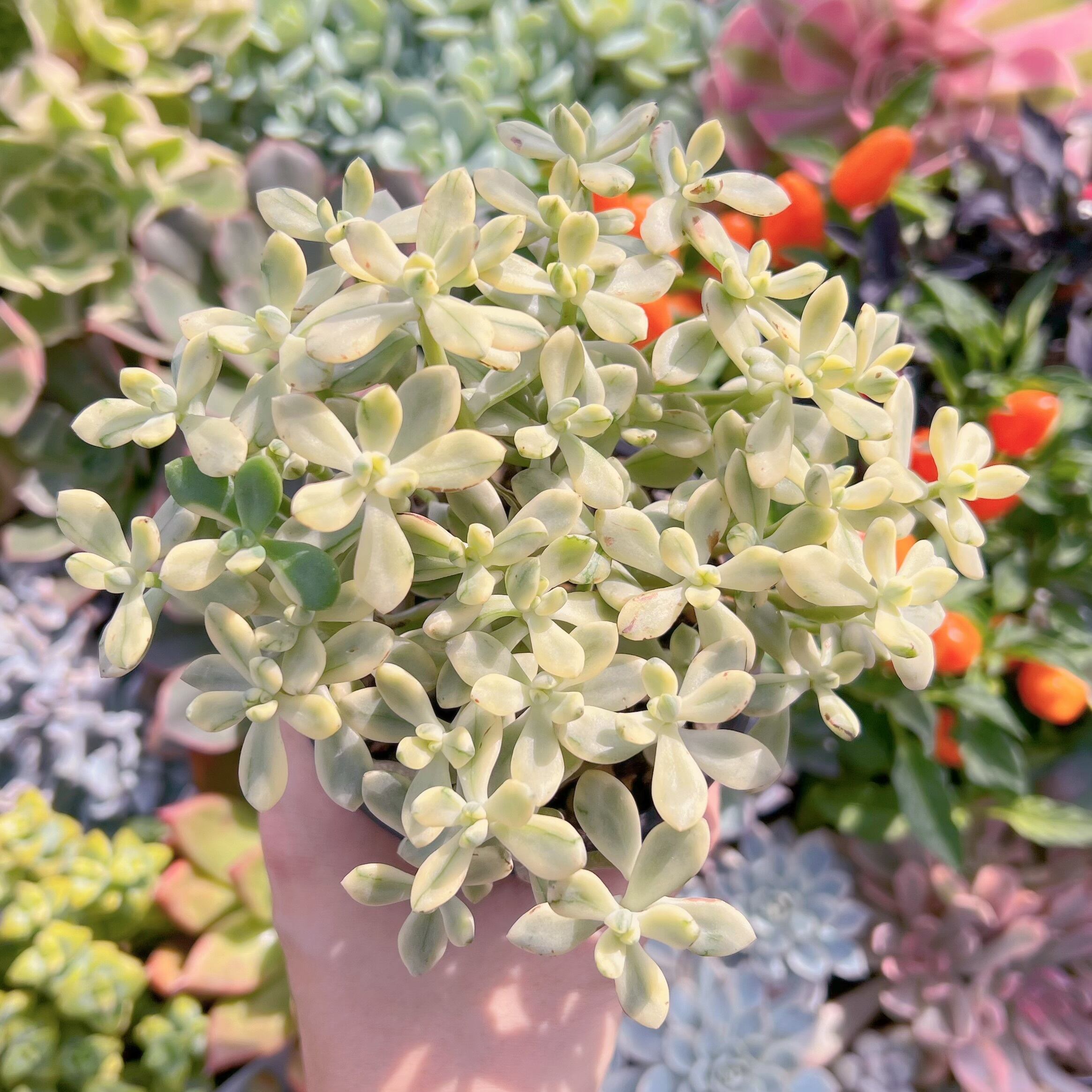 現物　マイキーシュガー錦#727   るる農園