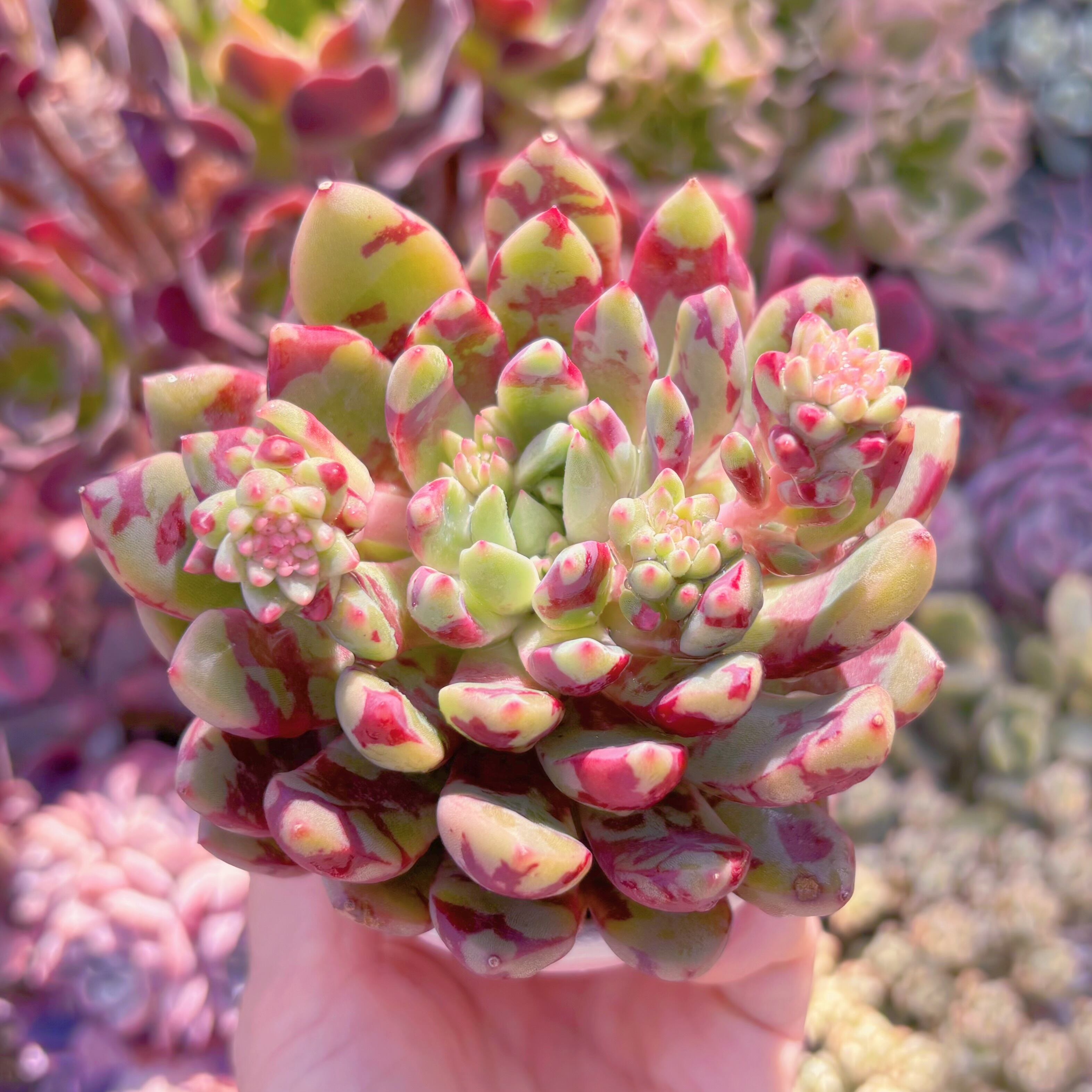 Top【選抜株】多肉植物　361311ブラッド　スウォロー　35個　鉢無し/脱土 多肉植物 ブラッドスワロー 新入荷 るる農園 | るる農園~多肉植物専門