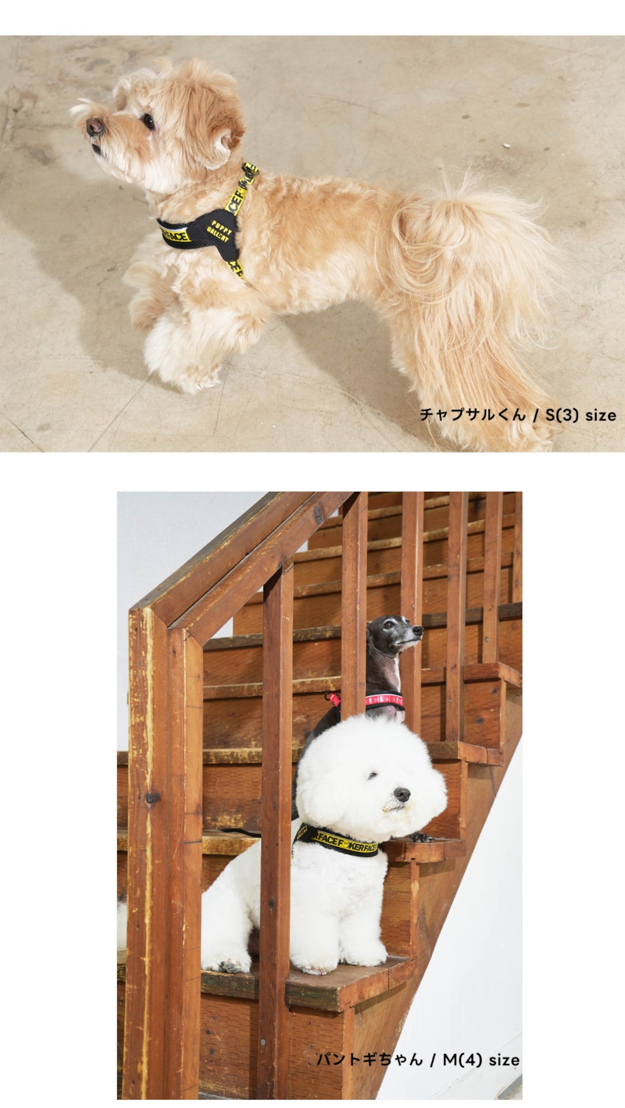 【PUPPYGALLERY公式】Vハーネス M/L