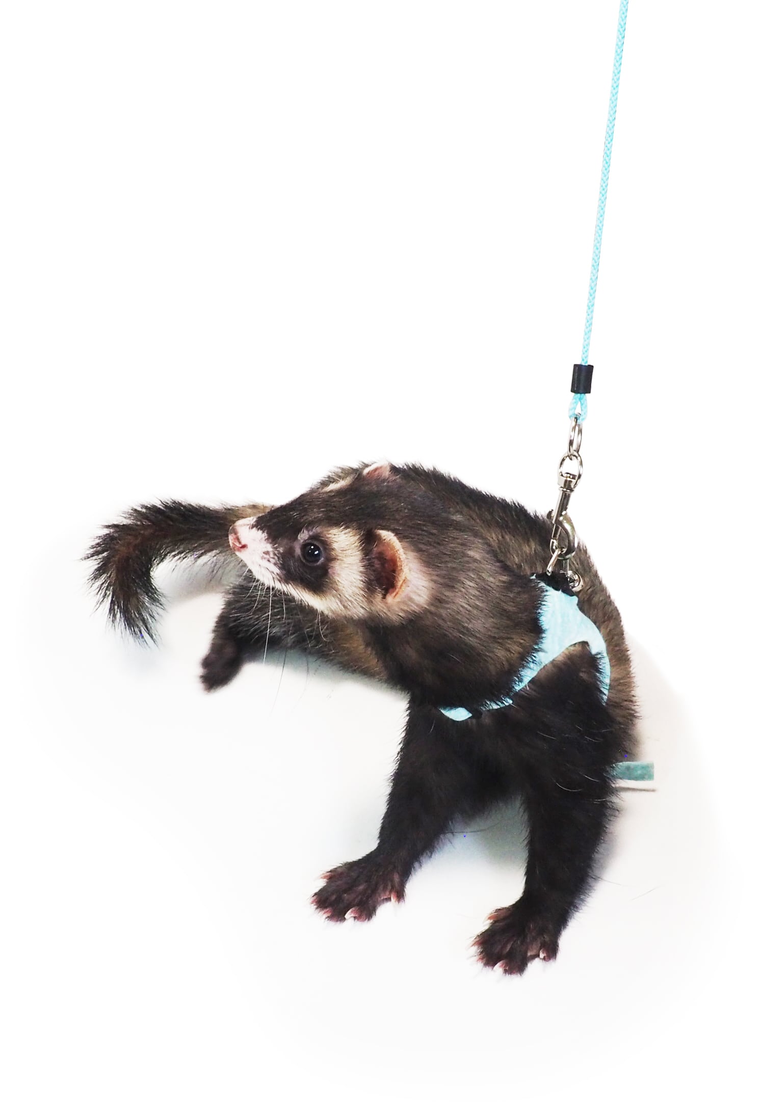 【フェレット】フェレっ子ハーネス 水玉ピンク/水玉ブルー