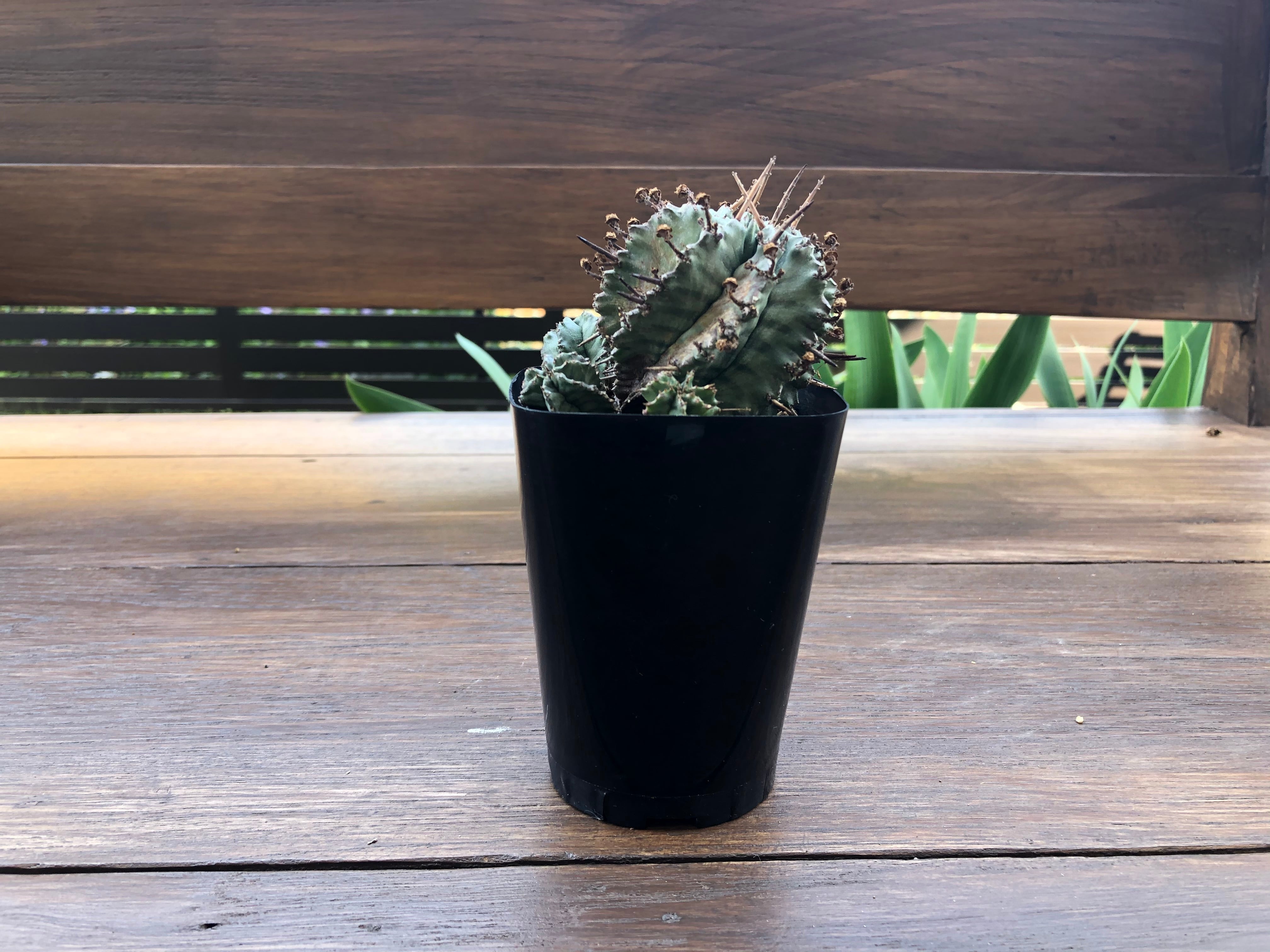 Euphorbia Horrida ユーフォルビア・ホリダ ゲンコツホリダ 多肉植物