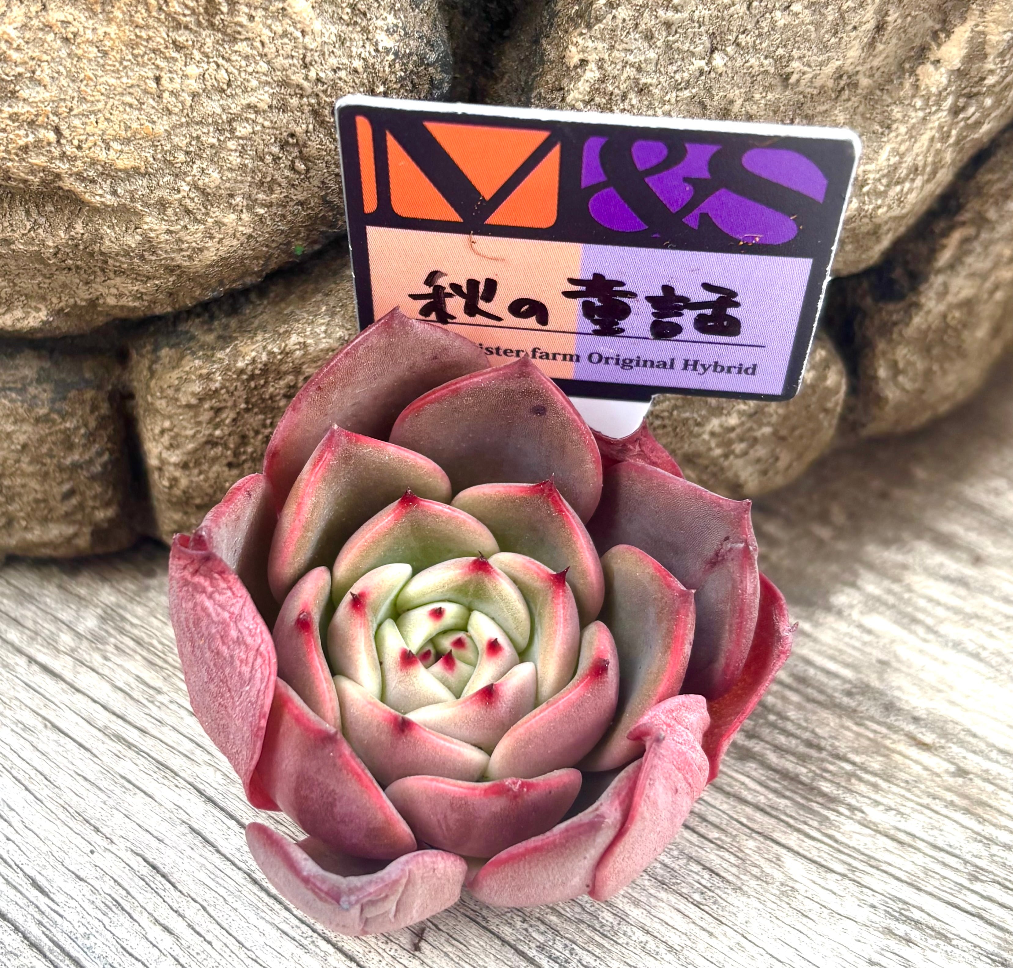 ミニマレッドエッジタイプ | aruru