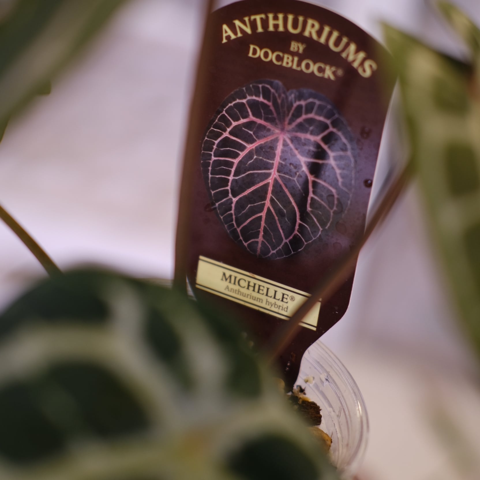 正規タグ】Anthurium 'Michelle' by DOC BLOCK⑯ / アンスリウム