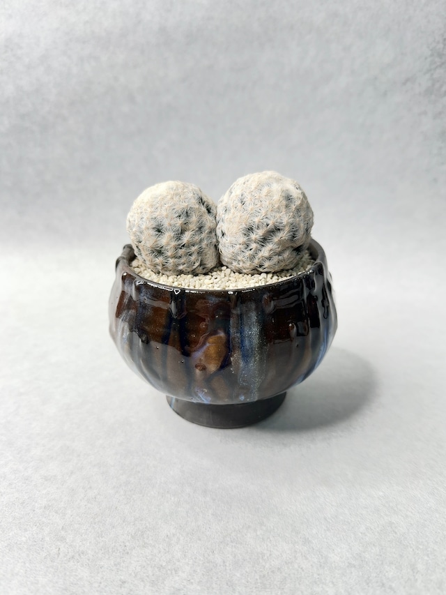 マミラリア・白鳥大文字