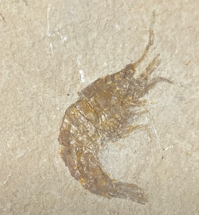 化石　エビ　白亜紀