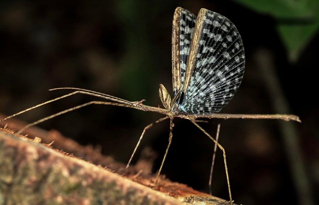 68mm♀】テナガカミキリ 昆虫標本甲虫ハムシサソリタランチュラムカデ
