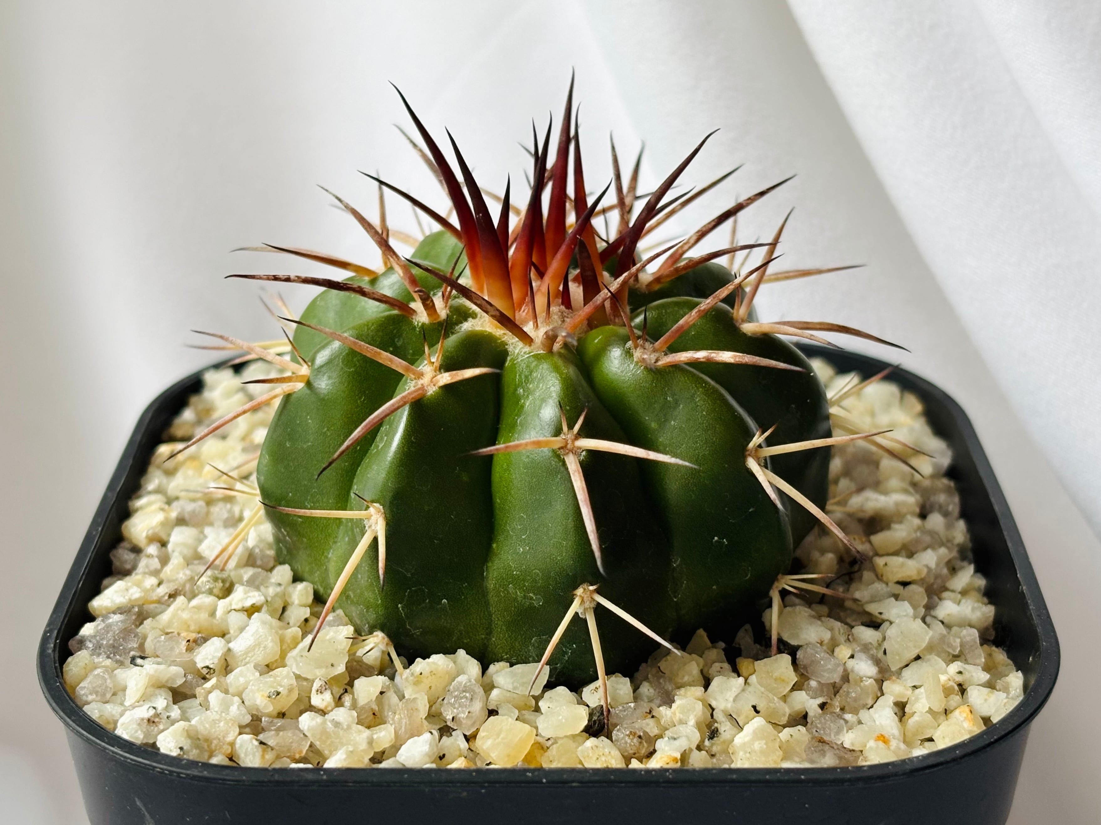 アロエ　ラティフォリア　Aloe maculata v.latifolia Aloe maculata v.latifolia アロエ ラティフォリア 多肉植物 | plants