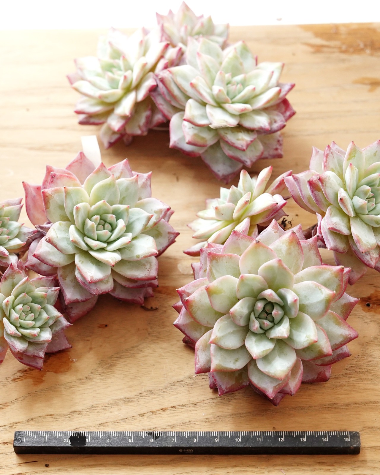 発根済カット苗 ブルーバード 3頭群生 Echeveria 'Blue Bird'