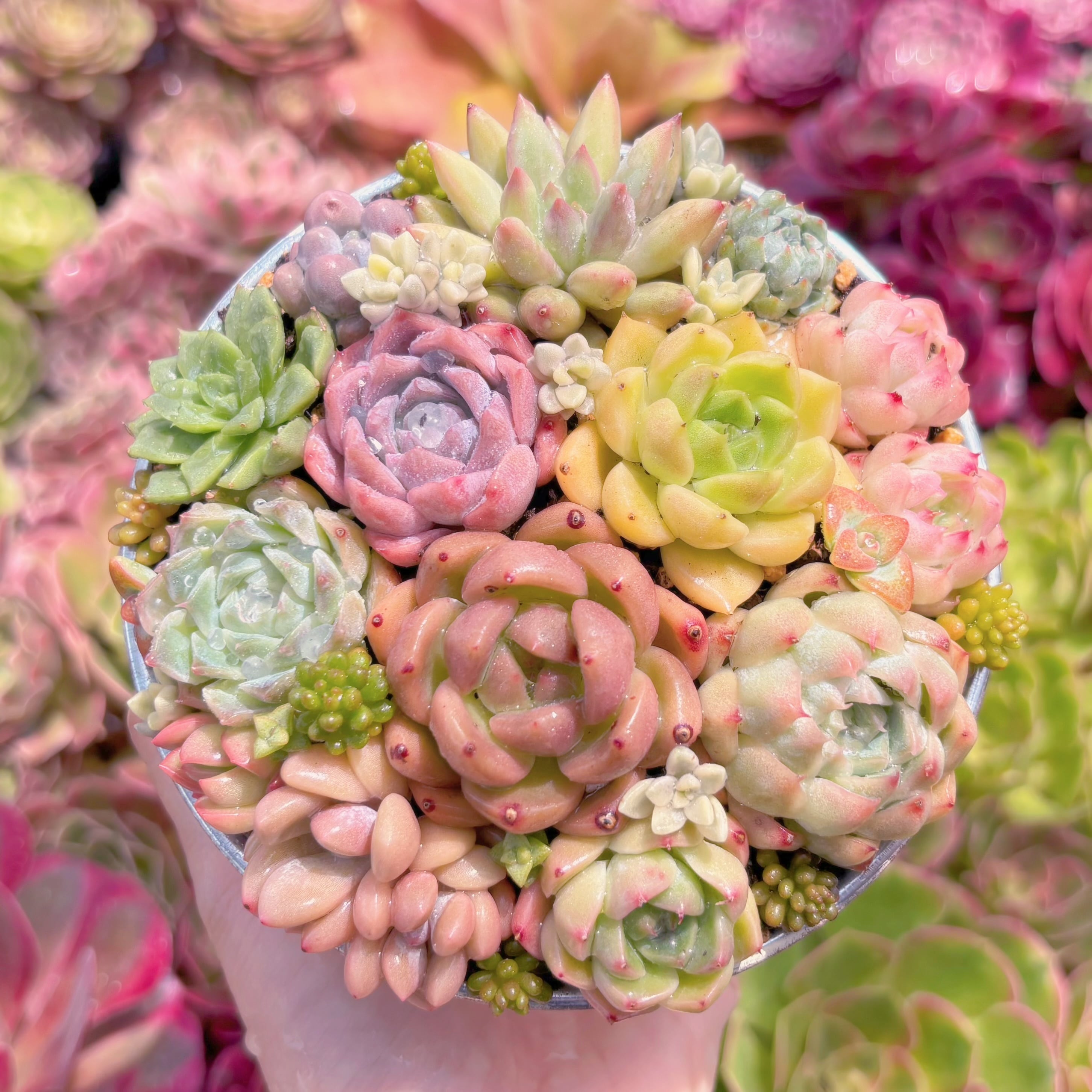 現品　寄せ植えセット#M158　るる農園