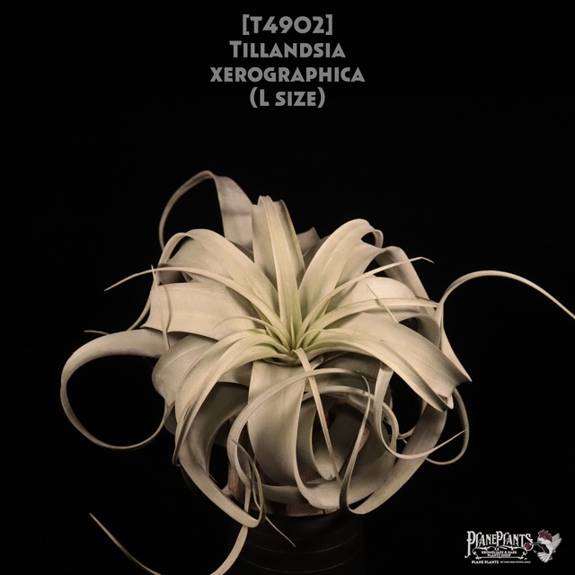 【送料無料】キセログラフィカ RED〔エアプランツ〕現品発送T0004