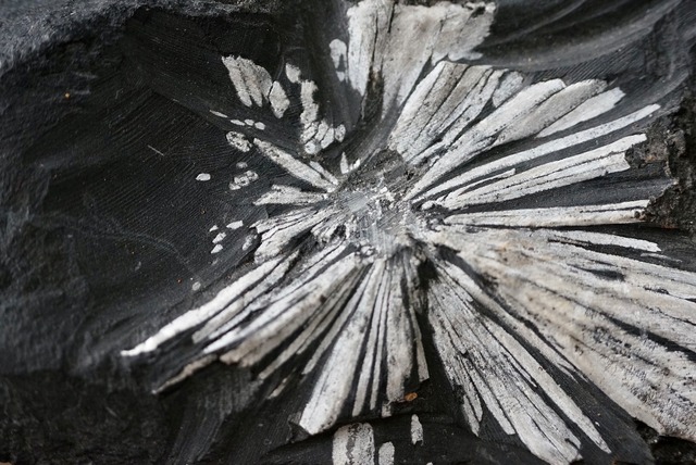 菊花石　Chrysanthemum Stone