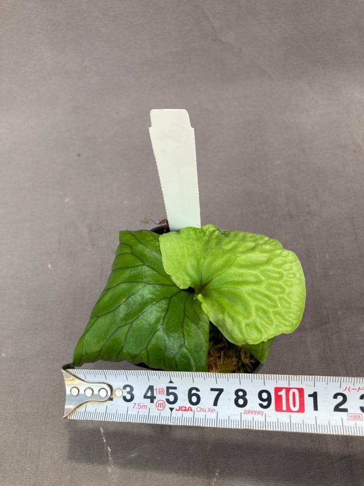 ビカクシダ・マダガスカリエンセ 3号 | Pay ID