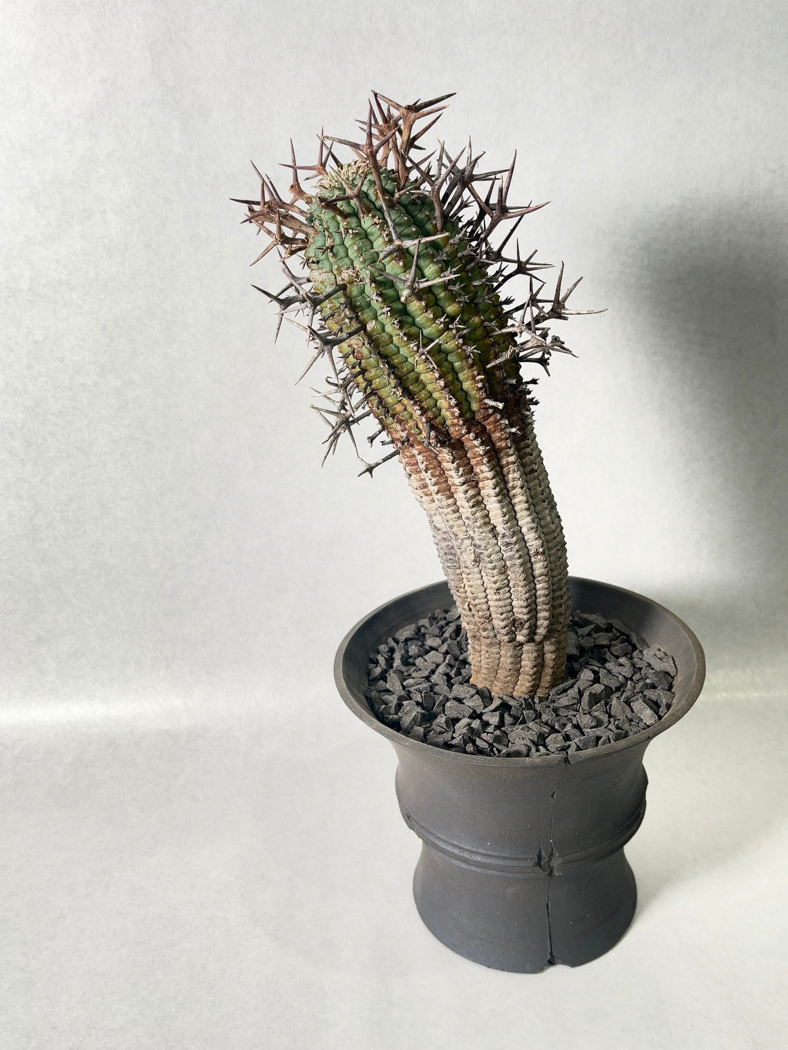 ユーフォルビア・群星冠 | trigger