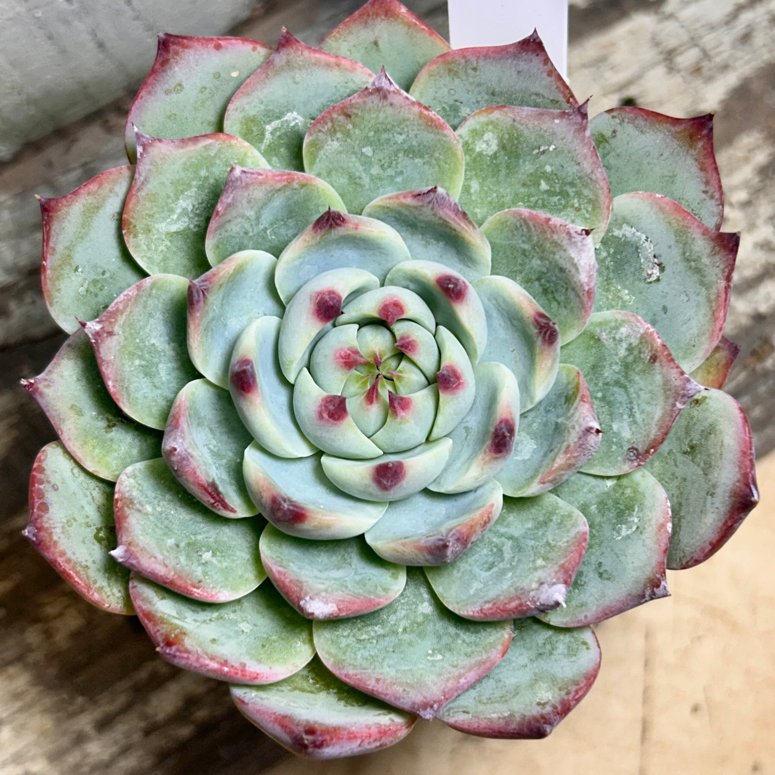 スリョン | RuPo 多肉植物専門店