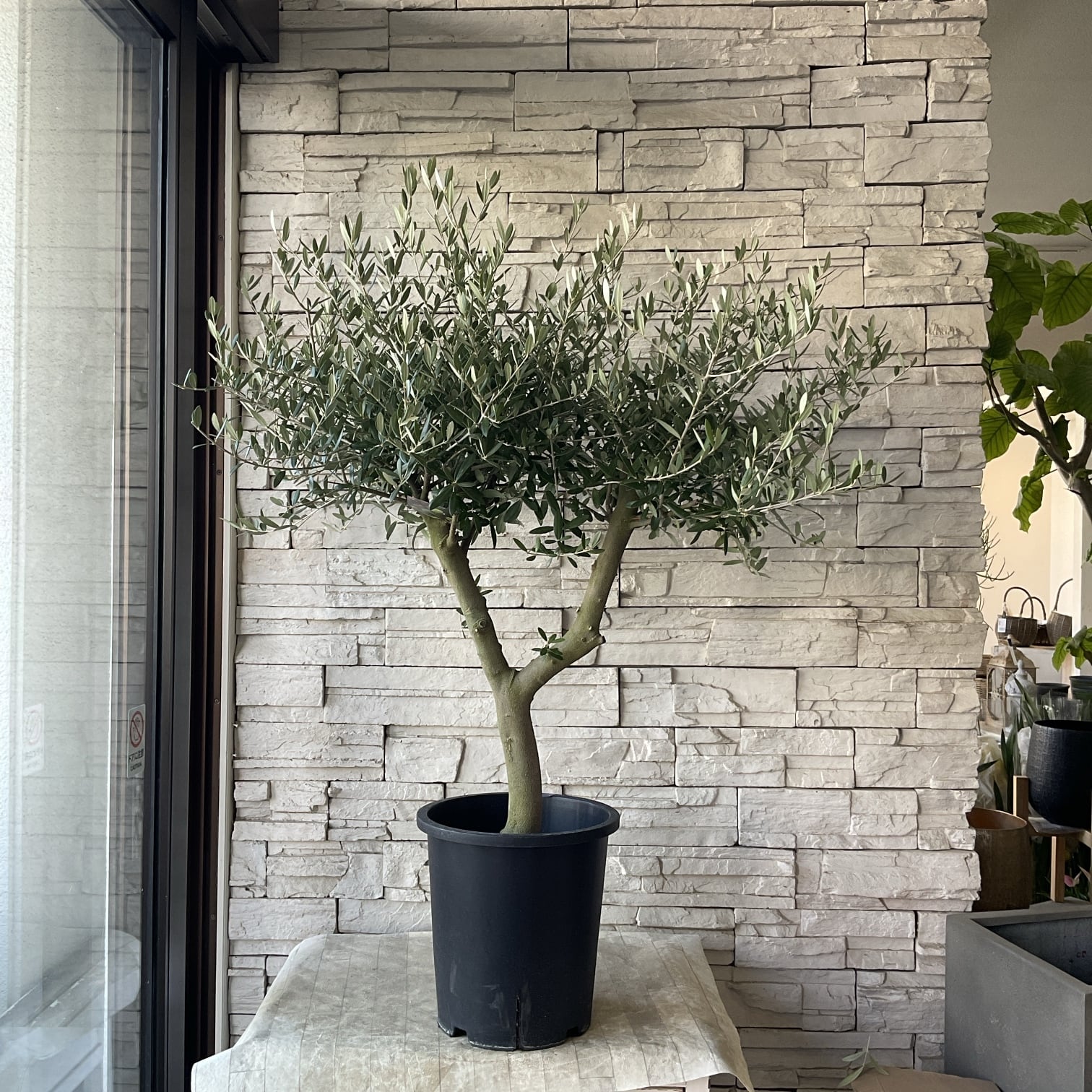 オリーブの木 | 橋本種苗園
