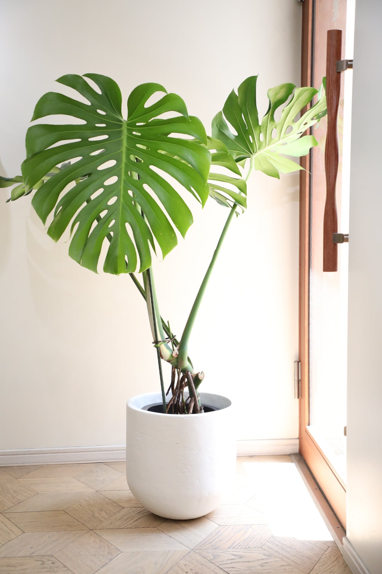 L/123cm】モンステラ アダンソニー/monstera | 【厳選植物・器】MIDORI