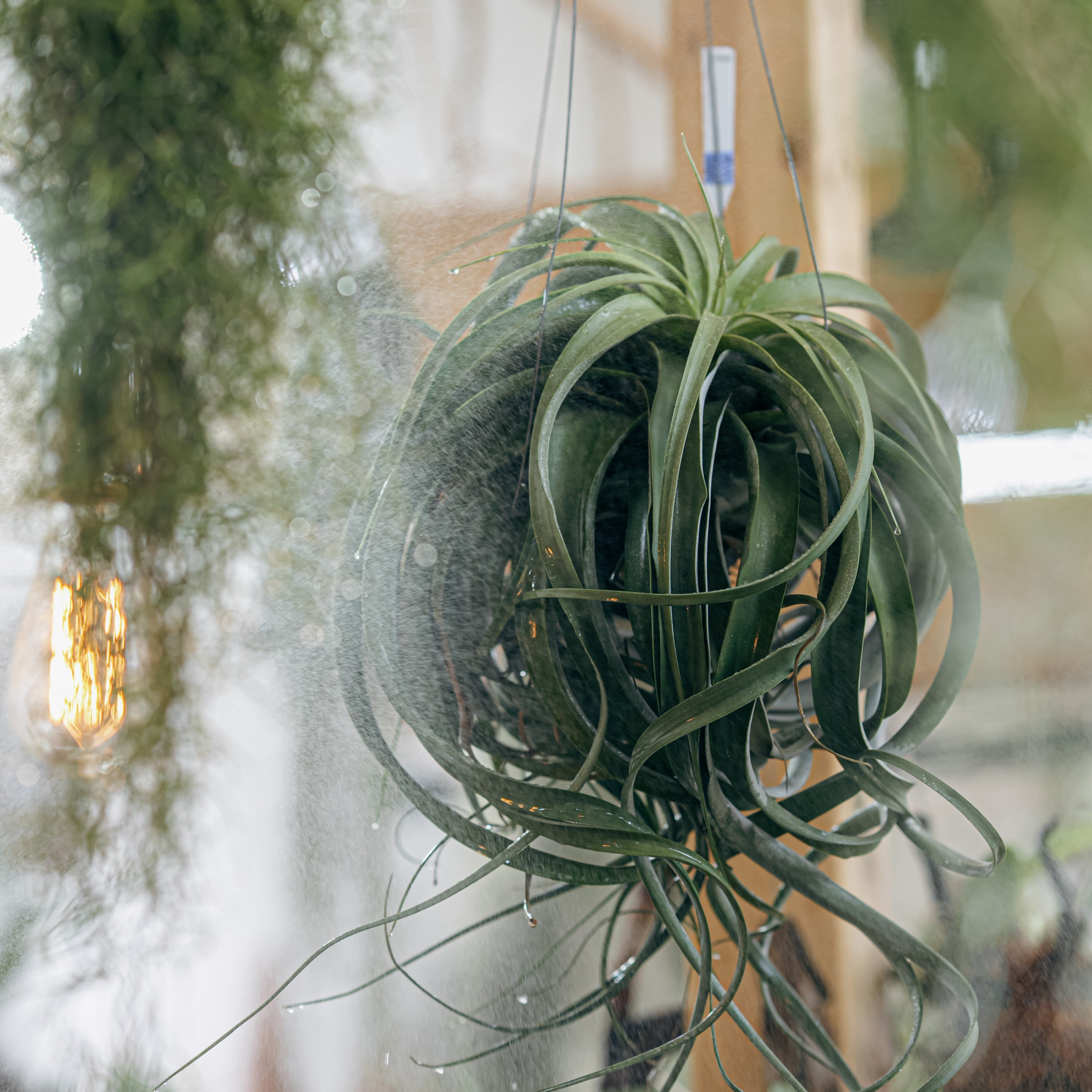 Tillandsia xerographica チランジア・キセログラフィカ | Plants Baka
