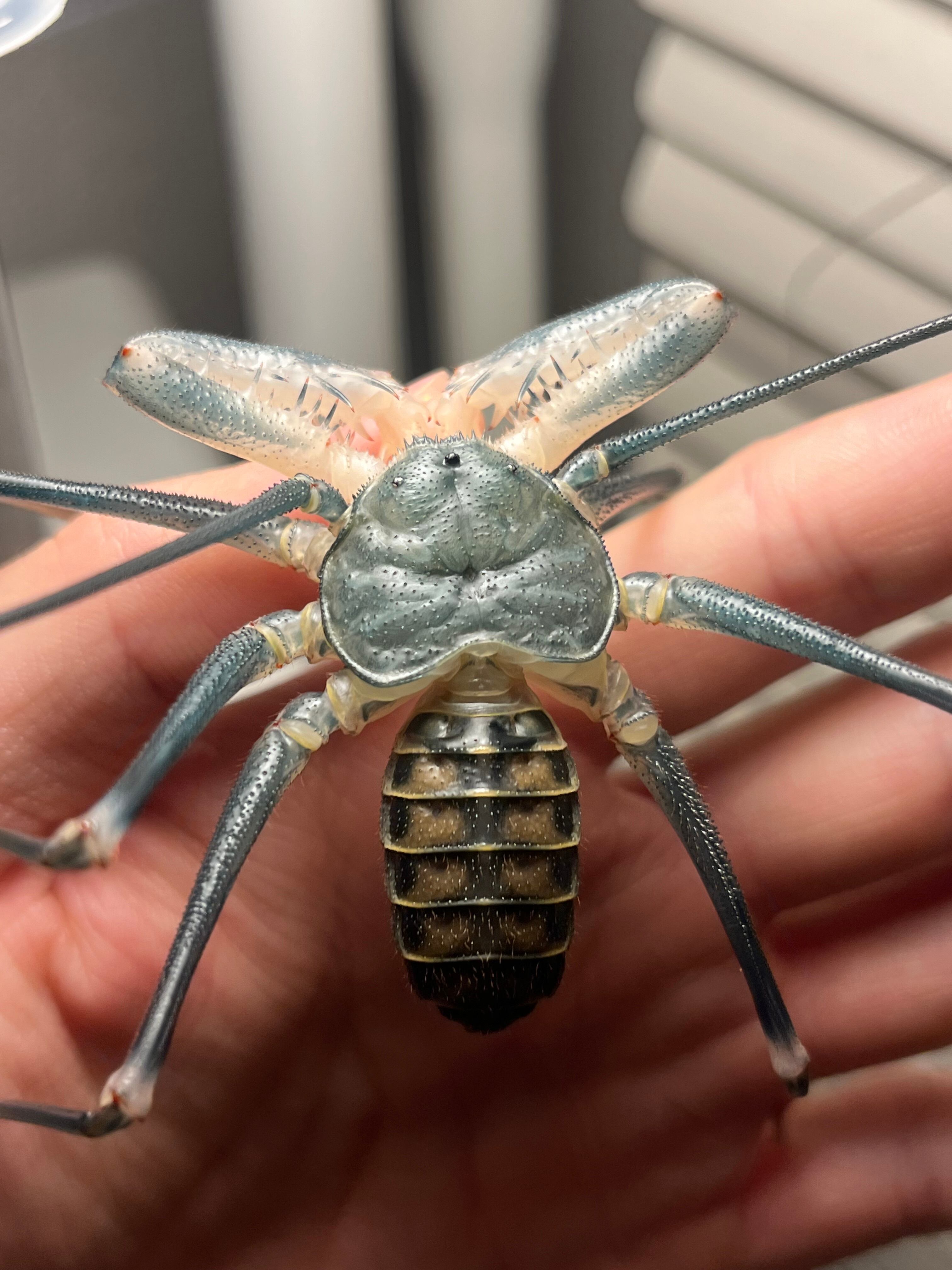 腕虫最大種】ダイオウウデムシ 体長4cm位タランチュラムカデ
